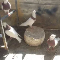 کفتر پرشی طوقی سرور هما