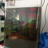 ماهی و شیشه