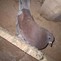 کبوتر|پرنده|گل تپه, |دیوار