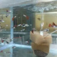 گوپی سنگاپوری شکم پر|ماهی|قزوین, |دیوار