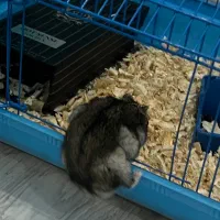 همستر بند انگشتی|موش و خرگوش|سلماس, |دیوار