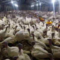 بوقلمون پرورشی ارگانیک کیلوی ۱۸۰هزار تومان زنده|حیوانات مزرعه|اندیمشک, |دیوار