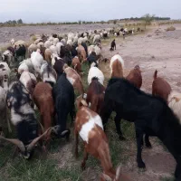 تعدادی گوسفند فروشی