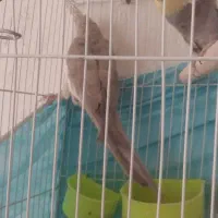 عروس هلندی|پرنده|مشهد, امیرآباد|دیوار