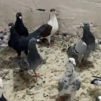 ۱۲ پرنده