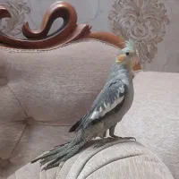 جوجه هلندی ۲ماه و نیم