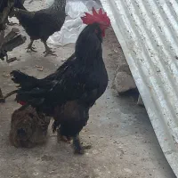 خوروس برهما و گلین|حیوانات مزرعه|شیراز, صنایع الکترونیک|دیوار