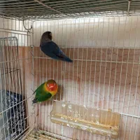 کوتوله برزیلی|پرنده|شیراز, گویم|دیوار