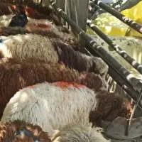 خال قرمز سر سفید زنده