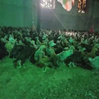 محلی|حیوانات مزرعه|مرودشت, ده بید|دیوار