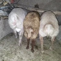 سه تا بره نر عالی فروش فوری و نقد نقد