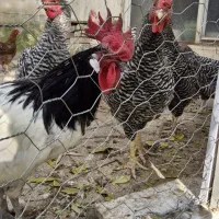 خروس آمروک و لاکنولدر