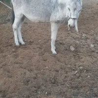 یه الاغ جوان|حیوانات مزرعه|کوهدشت, |دیوار