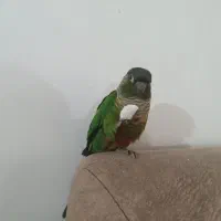 طوطی گرینچیک|پرنده|شهرکرد, |دیوار