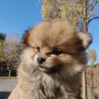 پارمین پرتغالی|سگ|مشهد, حضرت حجت|دیوار