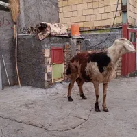 قوچ|حیوانات مزرعه|الشتر, |دیوار