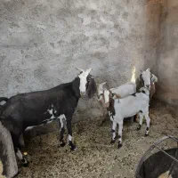 ۳ عدد بز‌ شیری ۳ عدد کره|حیوانات مزرعه|یزد, |دیوار