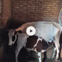 گاو شیری با گوساله ماده سیمینتال