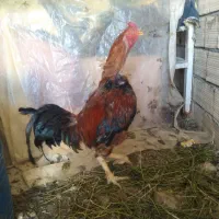 خروس لاری مرغ لاری نیمچه