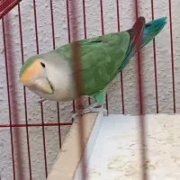 کوتوله برزیلی|پرنده|صدرا-فارس, فاز ۱|دیوار