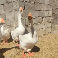 قوغاز خالمانگوری دوناف وشاخ دار