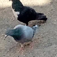 تعدادی مرغ خروس خانگی فروخته میشود