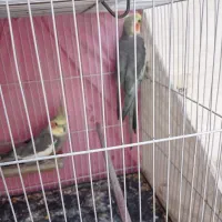 عروس هلندی