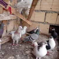 ۱۴.|پرنده|آشخانه, |دیوار