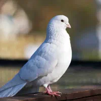 یک جفت جوجه کفتر معاوضه با توله سگ