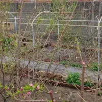 ویلا ۵۰۰متری در بهترین لوکیشن خیابان شهریار گوگان|فروش خانه و ویلا|گوگان, |دیوار