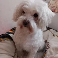 واگذاری سگ شیتزو