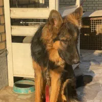 توله سگ ژرمن شپرد|سگ|هشتگرد, شهرک صنعتی هشتگرد|دیوار