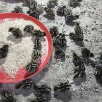 جوجه بلدرچین شیش روزه