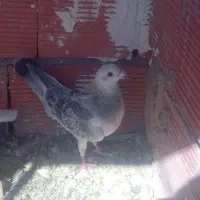 نر بدرنگ کلاغ کرمونی اصل