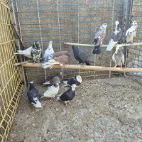 کفتر یا کبوتر|پرنده|معصومیه, |دیوار