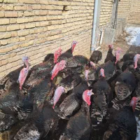 بوقلمون ارگانیک سنتی