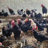 تخم مرغ نطفه دار مرغ سیاه|حیوانات مزرعه|کاشان, فاز ۲ ناجی آباد|دیوار