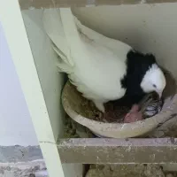 کفتر طوقی با جوجه|پرنده|ماهدشت, |دیوار