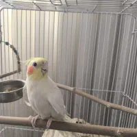 عروس هلندی لوتینو|پرنده|بجنورد, |دیوار