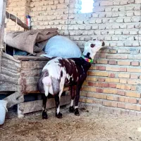 سلام دو عدد قوچ بره نر