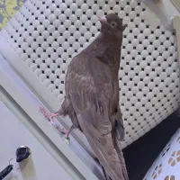 جوجه آبادنی