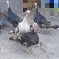 4عدد بوقلمون ماده چاق|حیوانات مزرعه|کوهدشت, |دیوار