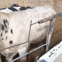 گوساله نر