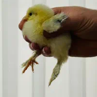 جوجه تخم نطفه داربرهما اورجینال رومانی بدون ایراد