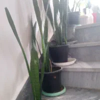 فروش گل های آپارتمانی