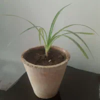 گل پاندانوس