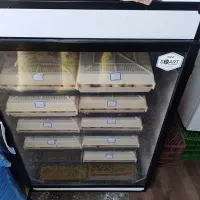 تولید انواع جوجه با بهترین دستگاه جوجه کشی|حیوانات مزرعه|تنکابن, |دیوار