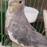 عروس هلندی معاوضه با مرغ و خروس وقلیون برنجی