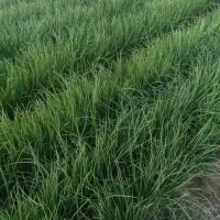 نهال پیاز مینروا دستگیری