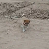 باچیزیم ماملعه می کونم|سگ|کاشان, کارگر|دیوار